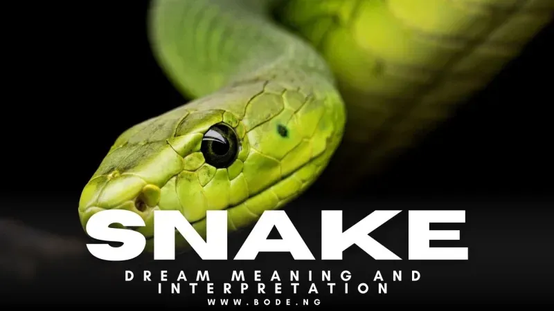 Snakes in Dreams: Spiritual Meaning